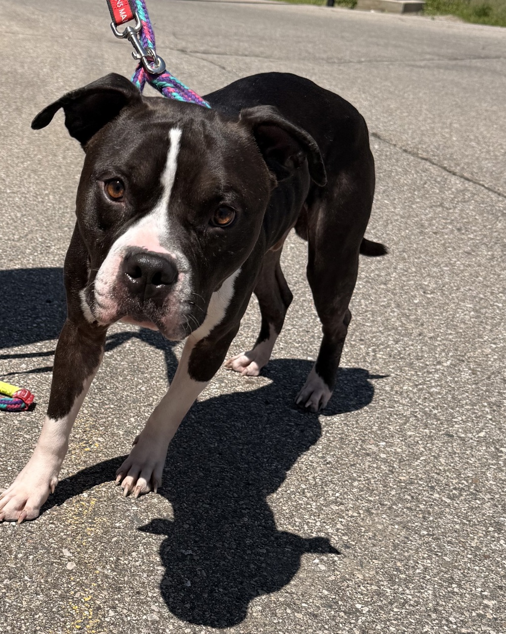 Shelter Stray Male Dog last seen aylesbury st, WATERFORD, MI, 48327, Pontiac, MI 48341