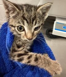 Shelter Stray Male Cat last seen Memory Ridge Drive, RALEIGH, NC, 27606, Raleigh, NC 27610
