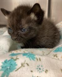 Shelter Stray Female Cat last seen Carpenter Fire Station Road, CARY, NC, 27519, Raleigh, NC 27610
