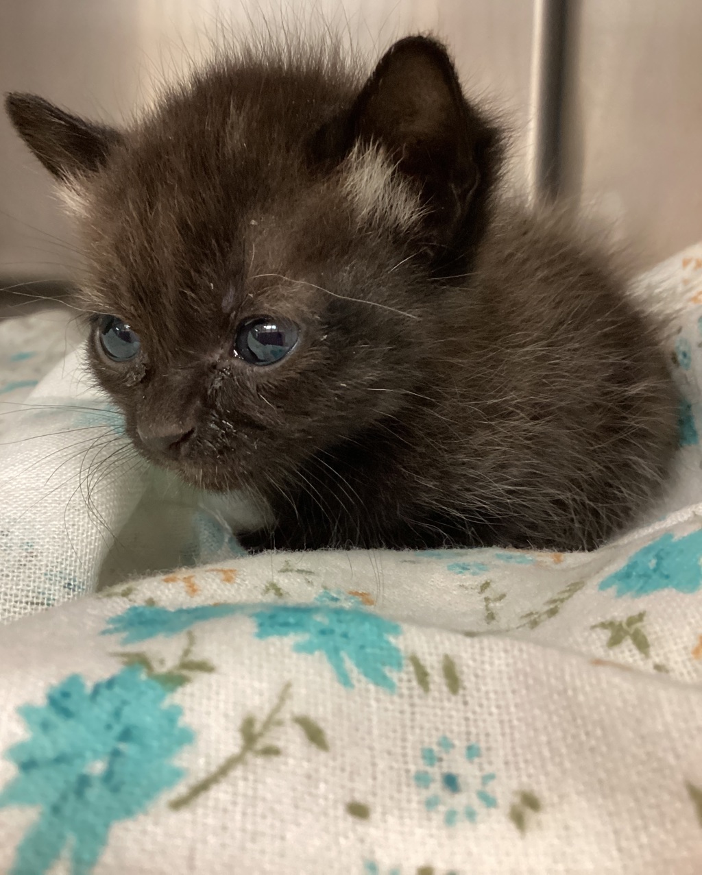 Shelter Stray Female Cat last seen Carpenter Fire Station Road, CARY, NC, 27519, Raleigh, NC 27610