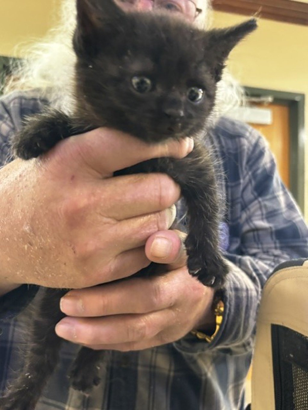 Shelter Stray Unknown Cat last seen foxwood, VIRGINIA BEACH, VA, 23462, Virginia Beach, VA 23451