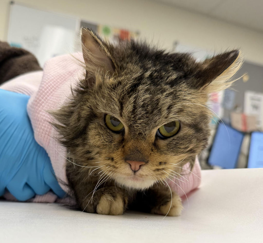 Shelter Stray Male Cat last seen NE Ainsworth and MLK, PORTLAND, OR, 97211, Troutdale, OR 97060