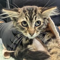 Shelter Stray Male Cat last seen Near Ulric Street, San Diego, CA, 92111, San Diego, CA 92110