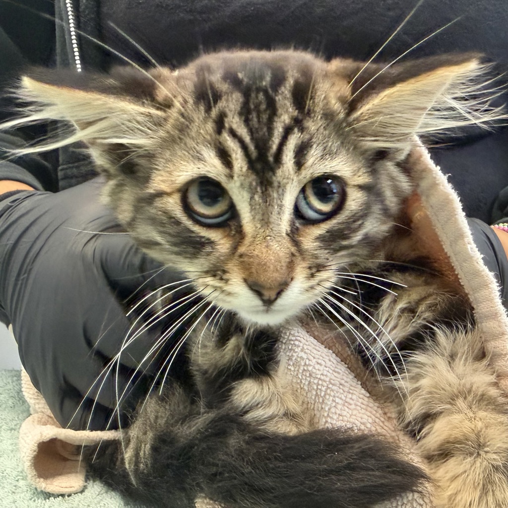 Shelter Stray Male Cat last seen Near Ulric Street, San Diego, CA, 92111, San Diego, CA 92110