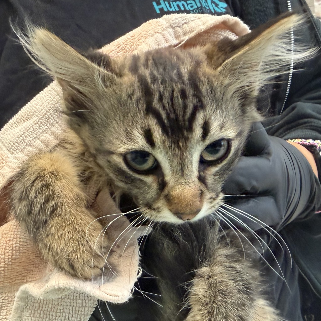 Shelter Stray Male Cat last seen Near Ulric Street, San Diego, CA, 92111, San Diego, CA 92110