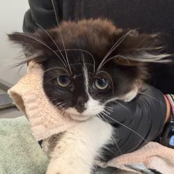 Shelter Stray Female Cat last seen Near Ulric Street, San Diego, CA, 92111, San Diego, CA 92110