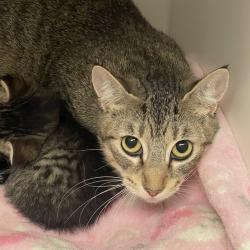 Shelter Stray Female Cat last seen Near Rancheros Drive, San Marcos, CA, 92069, Escondido, CA 92027