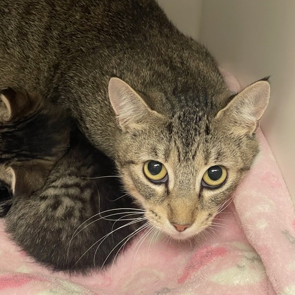 Shelter Stray Female Cat last seen Near Rancheros Drive, San Marcos, CA, 92069, Escondido, CA 92027