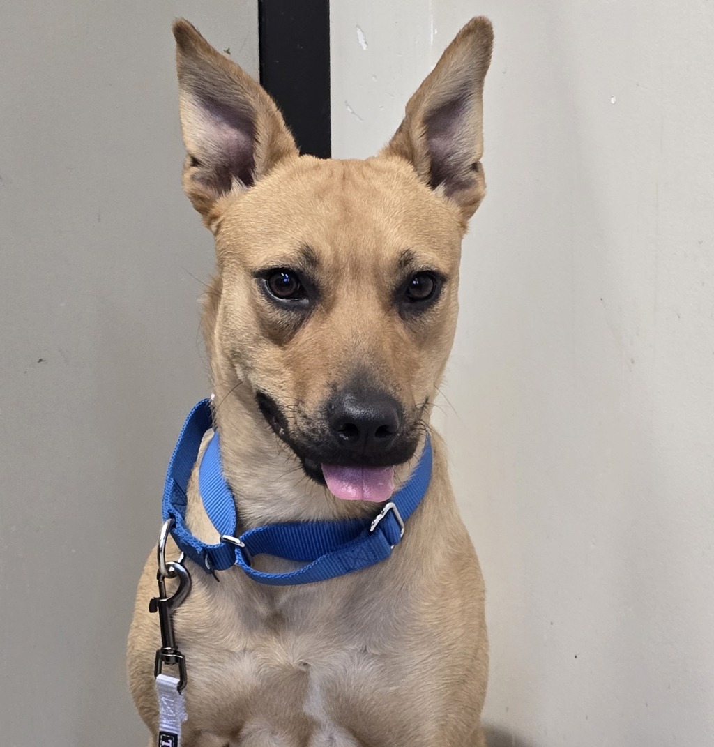Shelter Stray Female Dog last seen Near Boren Street, San Diego, CA, 92115, El Cajon, CA 92020
