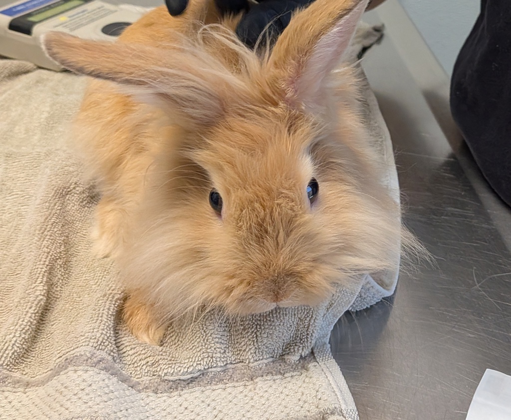 Shelter Stray Female Rabbit last seen Burrougs Street, San Diego, CA, 92111, San Diego, CA 92110