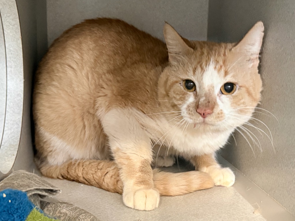 Shelter Stray Male Cat last seen Near Crotona Parkway, BRONX, NY, 10460, New York, NY 10029