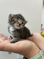 Shelter Stray Female Cat last seen Near S 1000 W, SALT LAKE CITY, UT, 84104, Taylorsville, UT 84123