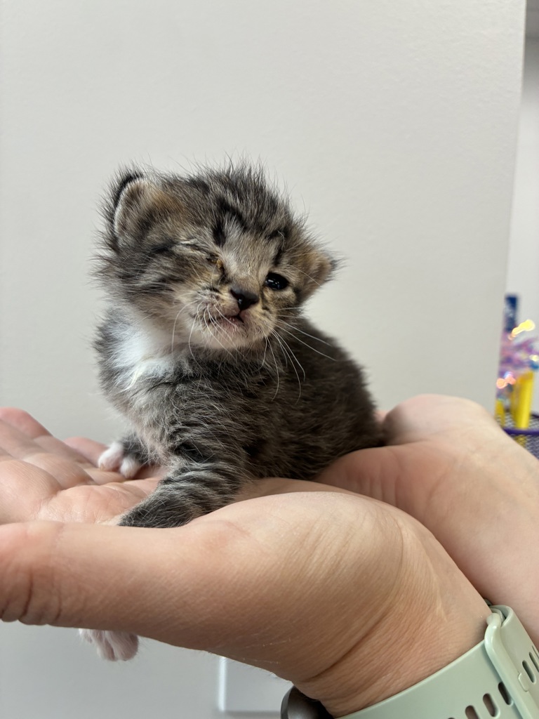 Shelter Stray Female Cat last seen Near S 1000 W, SALT LAKE CITY, UT, 84104, 511 W 3900 S, Salt Lake City, UT 84123, USA