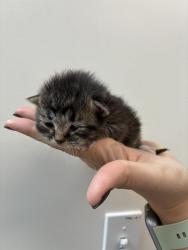 Shelter Stray Female Cat last seen Near S 1000 W, SALT LAKE CITY, UT, 84104, Taylorsville, UT 84123