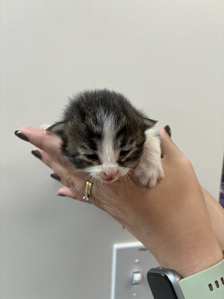 Shelter Stray Male Cat last seen Near S 1000 W, SALT LAKE CITY, UT, 84104, 511 W 3900 S, Salt Lake City, UT 84123, USA