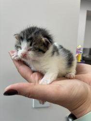 Shelter Stray Male Cat last seen Near S 1000 W, SALT LAKE CITY, UT, 84104, Taylorsville, UT 84123
