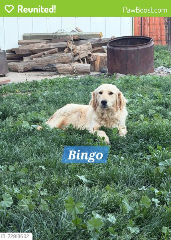 Reunited Female Dog last seen Campbell Ave at Yosemite Ave, Escalon, CA 95320, Escalon, CA 95320