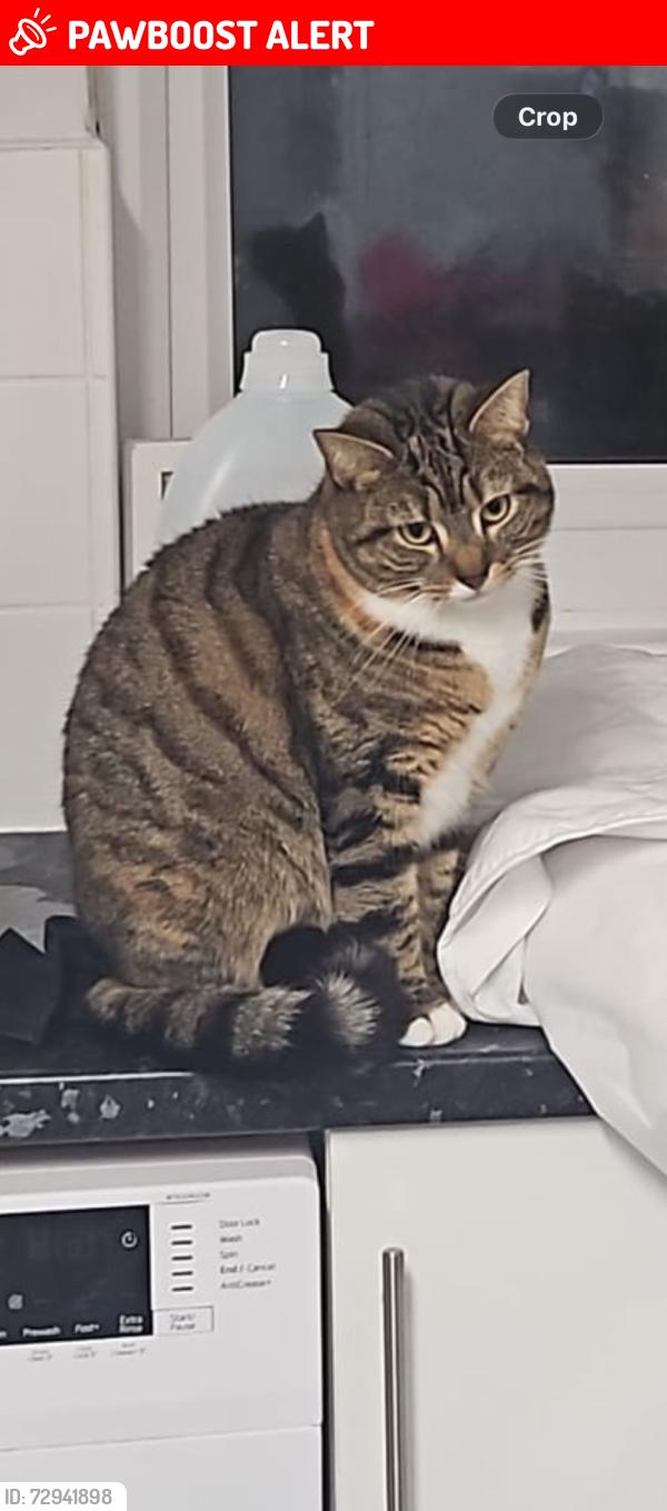 Lost Female Cat last seen Melrose , Meldreth, England SG8