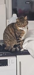 Lost Female Cat last seen Melrose , Meldreth, England SG8
