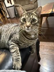 Reunited Male Cat last seen Near &Glen riddle rd, Media, PA 19063