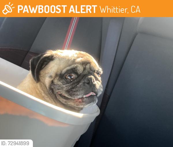 Found/Stray Male Dog last seen Near eleven , Whittier, CA 90606