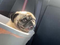 Found/Stray Male Dog last seen Near eleven , Whittier, CA 90606