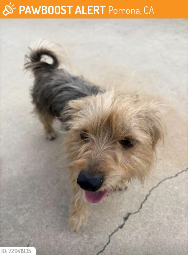 Found/Stray Male Cat last seen Mountain & Ashfield POMONA CA, Pomona, CA 91767