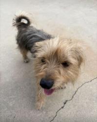 Found/Stray Male Cat last seen Mountain & Ashfield POMONA CA, Pomona, CA 91767