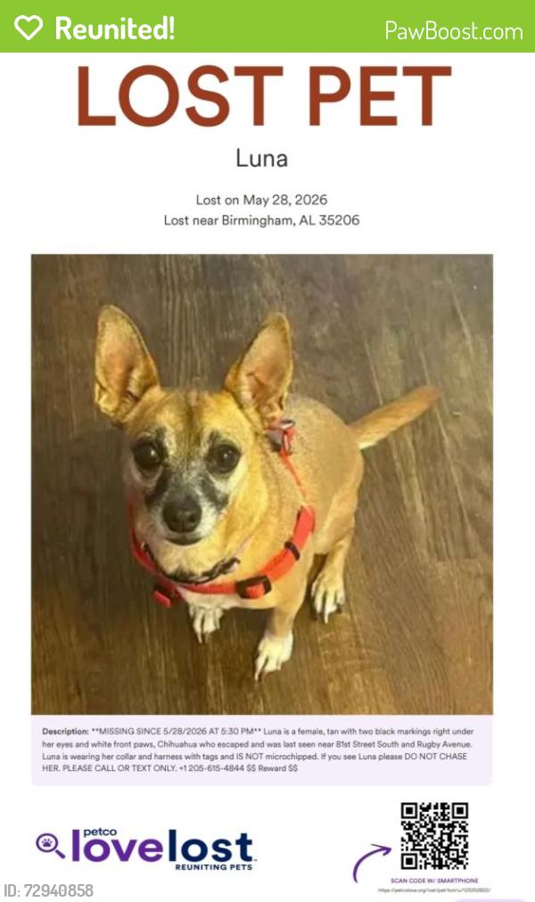 Reunited Female Dog last seen 81st Street South and Rugby Avenue , Birmingham, AL 35206