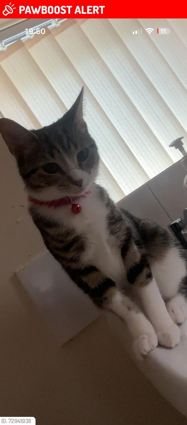 Lost Female Cat last seen Winrose grove , Belle Isle, England LS10