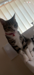 Lost Female Cat last seen Winrose grove , Belle Isle, England LS10