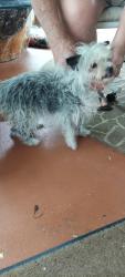 Found/Stray Unknown Dog last seen Old National Hwy and Hallie Hills Subdivision, Fulton County, GA 30349