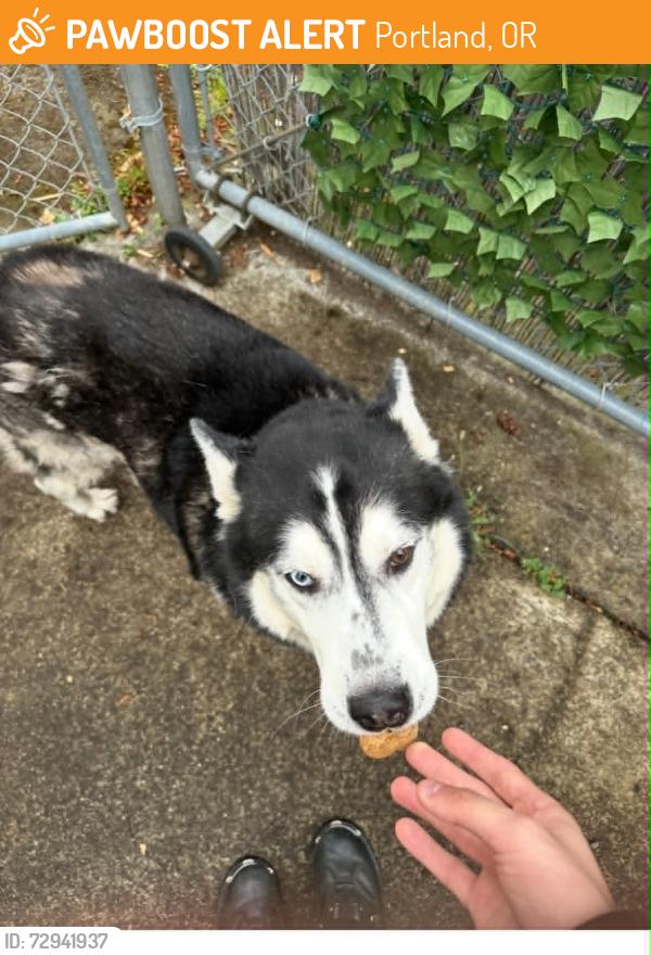 Found/Stray Male Dog last seen 139th and Holgate, Portland, OR 97236