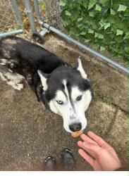 Found/Stray Male Dog last seen 139th and Holgate, Portland, OR 97236