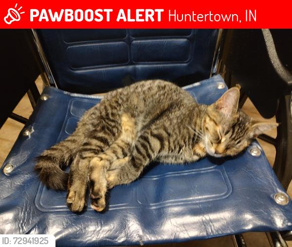 Lost Female Cat last seen Hathaway Rd., Huntertown, IN 46845