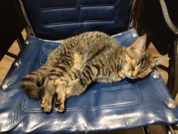 Lost Female Cat last seen Hathaway Rd., Huntertown, IN 46845