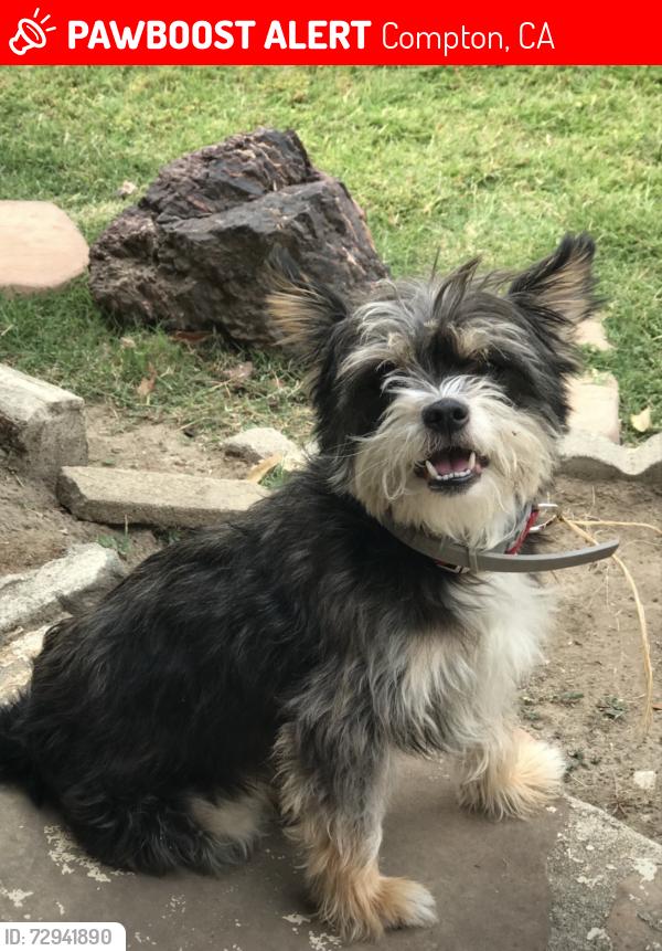 Lost Female Dog last seen Central Ave and Rosecrans Ace, Compton, CA 90222
