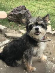 Lost Female Dog last seen Central Ave and Rosecrans Ace, Compton, CA 90222