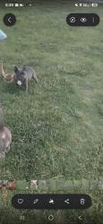 Reunited Female Dog last seen craig and rainbow, Las Vegas, NV 89108