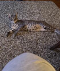 Lost Female Cat last seen Saranace Avenue and Tacoma Avenue, side nearest Hannah’s Frosty Treats, Buffalo, NY 14216