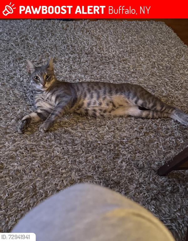 Lost Female Cat last seen Saranace Avenue and Tacoma Avenue, side nearest Hannah’s Frosty Treats, Buffalo, NY 14216