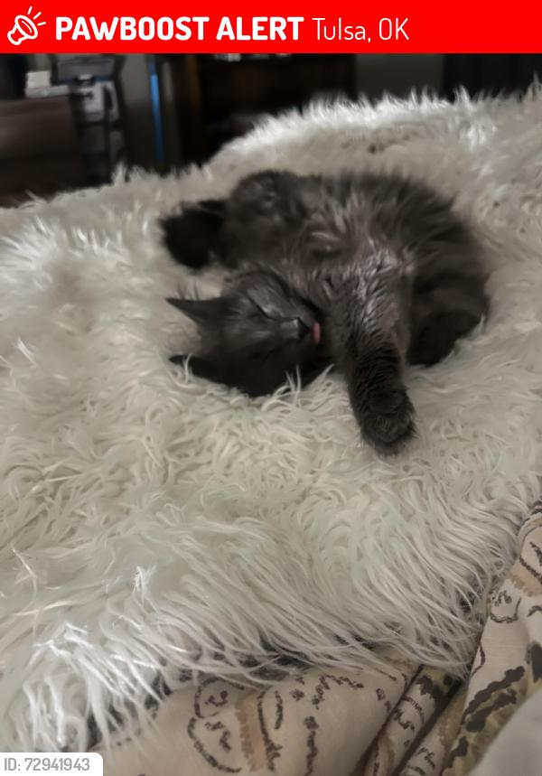 Lost Female Cat last seen Pine and mingo, Tulsa, OK 74103