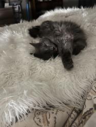 Lost Female Cat last seen Pine and mingo, Tulsa, OK 74103