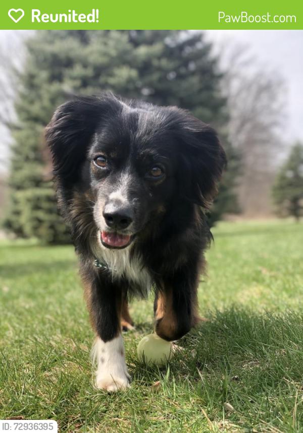 Reunited Male Dog last seen Fowlerville Rd and Lovejoy, Fowlerville, MI 48836