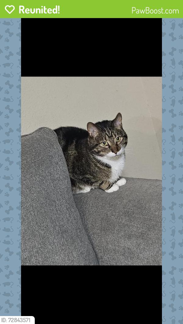 Reunited Male Cat last seen Hickory Additions sapulpa, Sapulpa, OK 74066