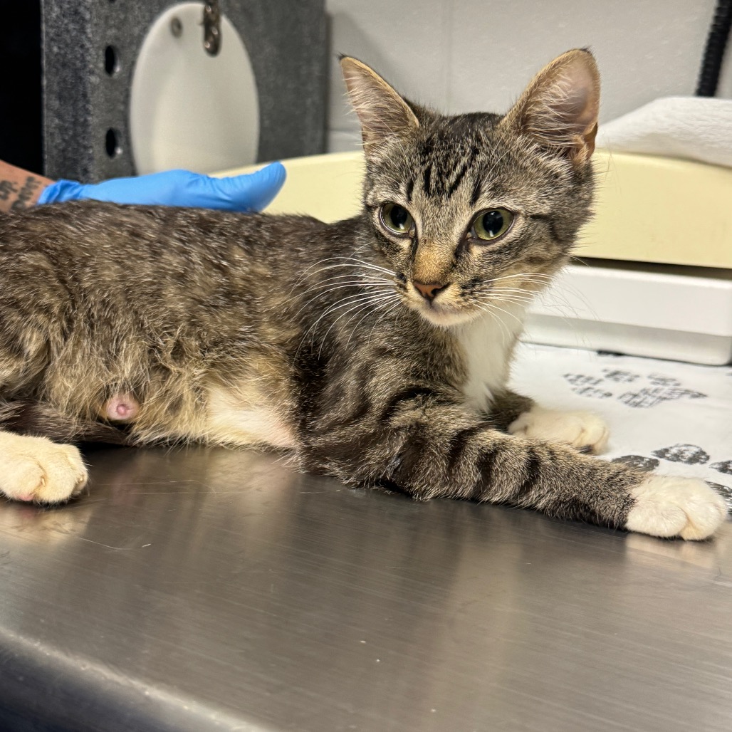 Shelter Stray Female Cat last seen , Greenville, SC 29609