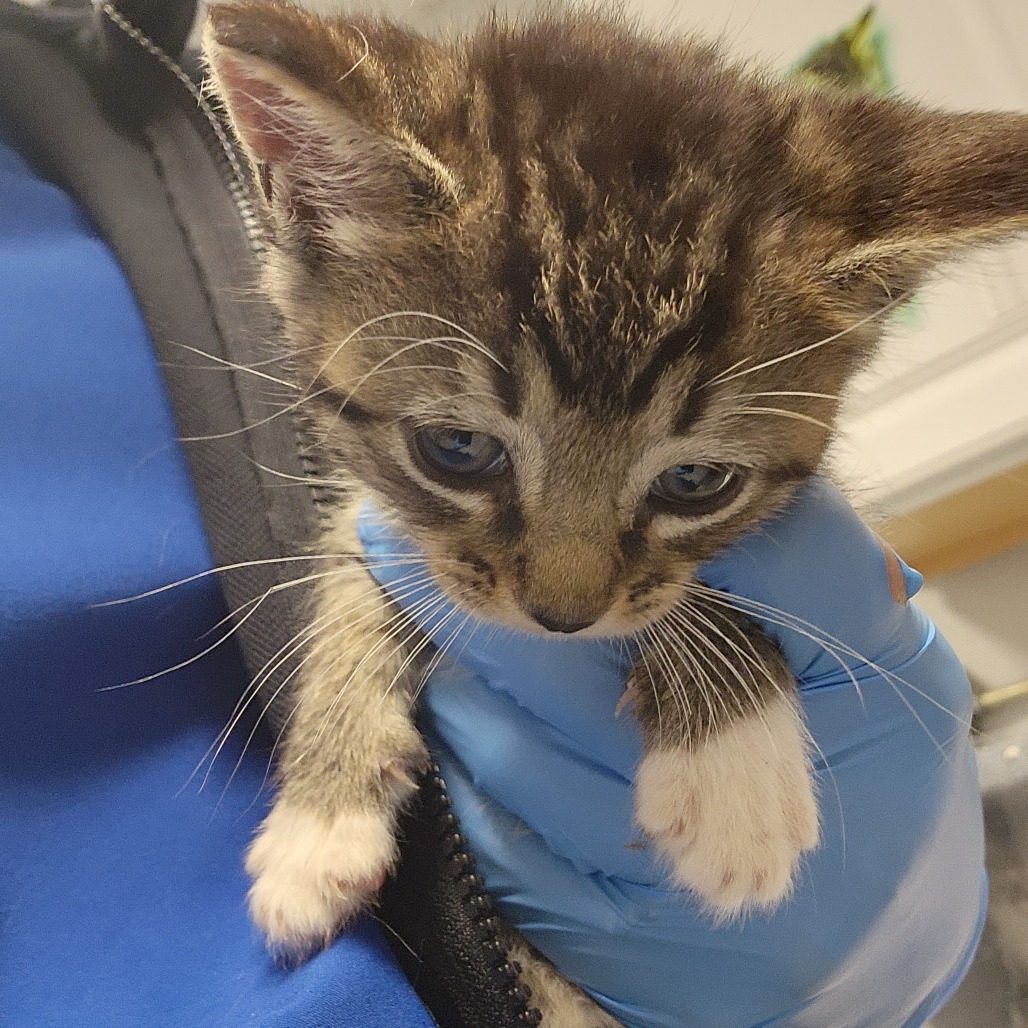Shelter Stray Male Cat last seen , Greenville, SC 29609