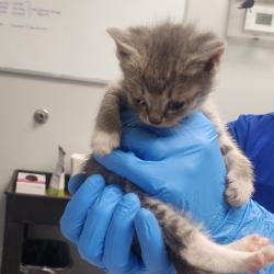 Shelter Stray Female Cat last seen , Greenville, SC 29609