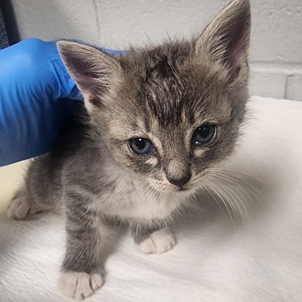 Shelter Stray Female Cat last seen , Greenville, SC 29609