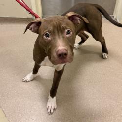 Shelter Stray Male Dog last seen , Chicago, IL 60654